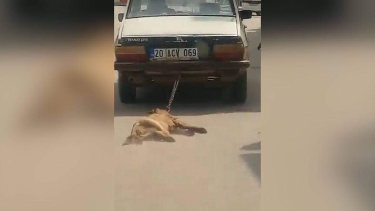 Řidič v Turecku táhl psa na řetězu za autem. Zvíře nepřežilo